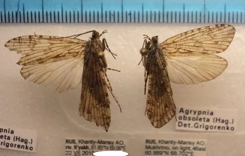 dark Peter