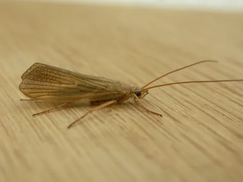 Agrypnia pagetana