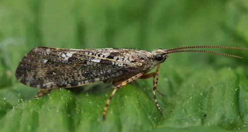speckled Peter