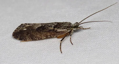 Agrypnia vestita - photo 2