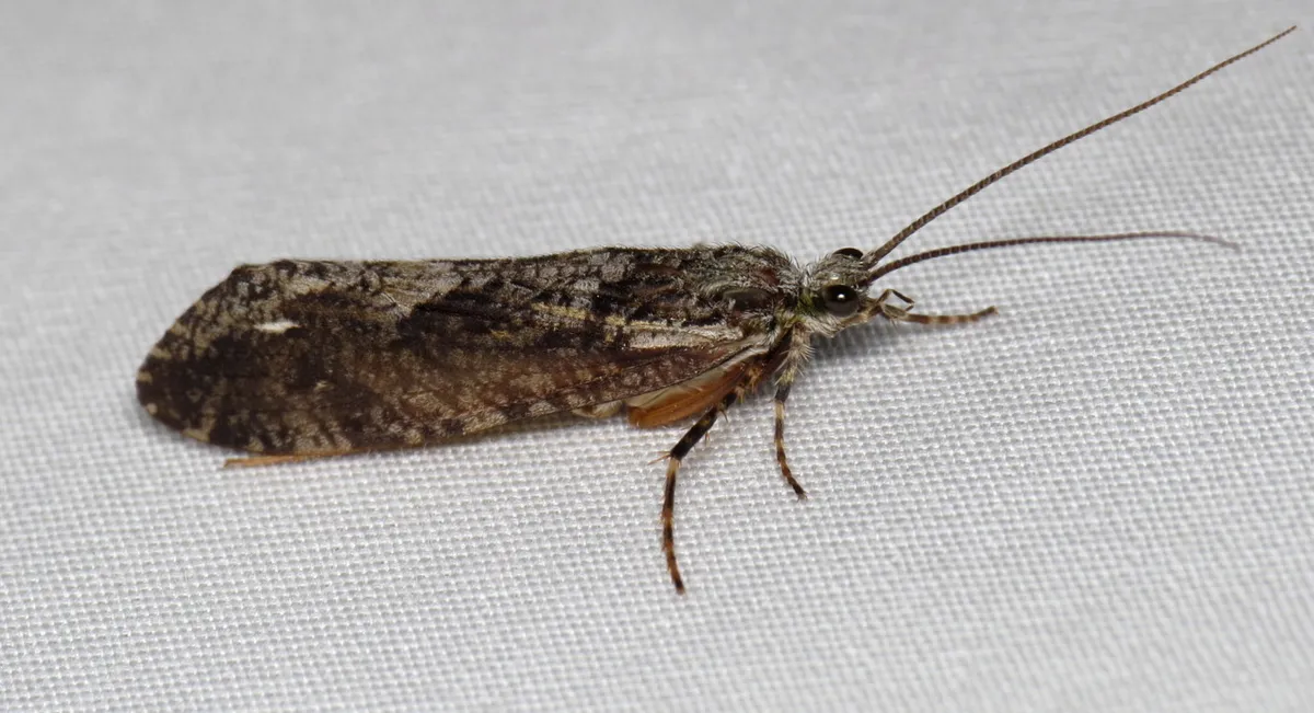 Agrypnia vestita - photo 3