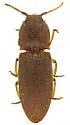 Agrypnus illimis - photo 2