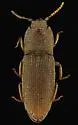 Agrypnus illimis - photo 3