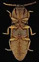 Agrypnus illimis - photo 4