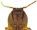 Agrypnus illimis - photo 5