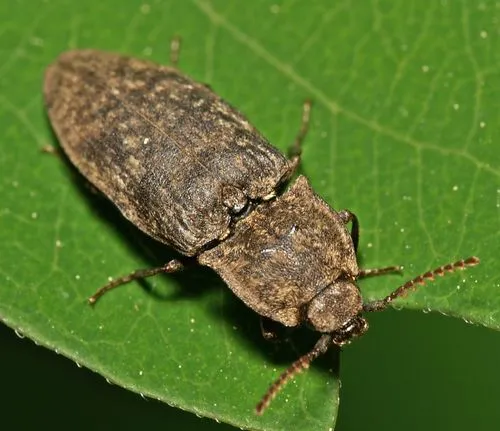 Agrypnus murinus - Agrypnus murinus