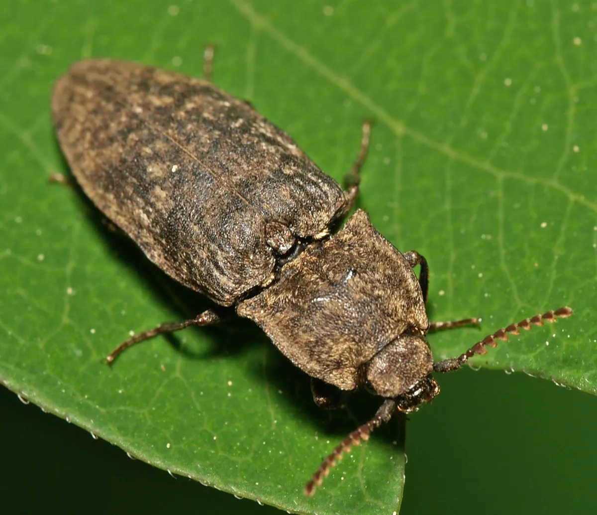 Agrypnus murinus - photo 3