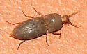 Agrypnus rectangularis