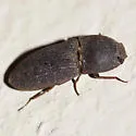 Agrypnus rectangularis - photo 2