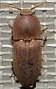 Agrypnus rectangularis - photo 4