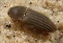 Agrypnus triplehornorum