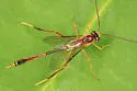 Agrypon flaveolatum - photo 2