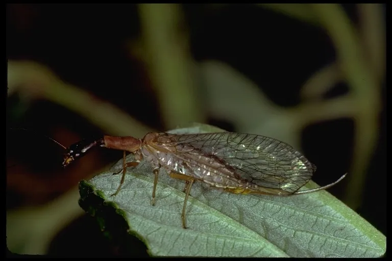Agulla unicolor - photo 2