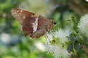 Gold-spotted Aguna - Hodges#3876 - photo 2