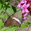 Emerald Aguna - Hodges#3877 - photo 2
