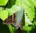 Emerald Aguna - Hodges#3877 - photo 3