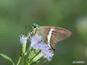Emerald Aguna - Hodges#3877 - photo 4