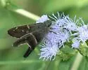 McGuire's Aguna - Hodges#3877.1