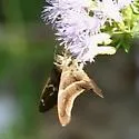 McGuire's Aguna - Hodges#3877.1 - photo 2