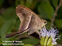 McGuire's Aguna - Hodges#3877.1 - photo 3