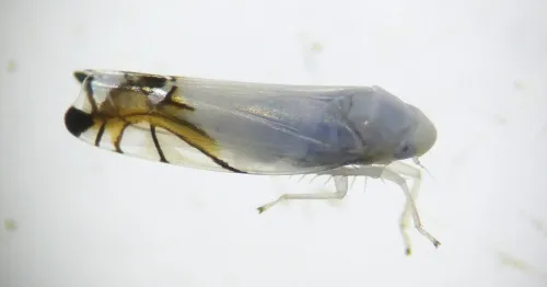 Aguriahana stellulata - Aguriahana stellulata