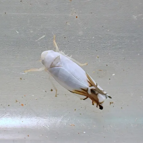 Aguriahana stellulata - photo 2