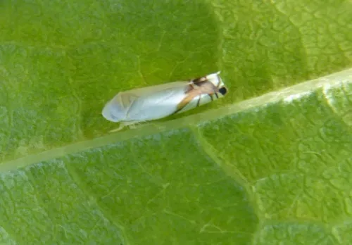 Aguriahana stellulata - photo 3