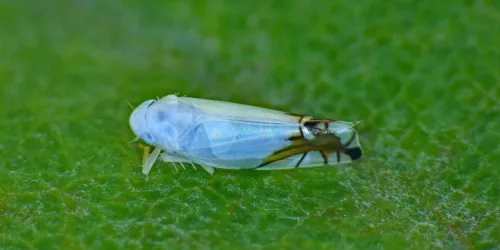 Aguriahana stellulata - photo 4