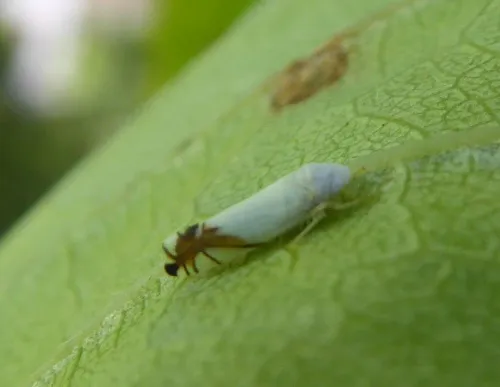 Aguriahana stellulata - photo 5