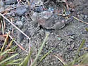 Lubberly Band-winged Grasshopper