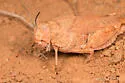 Lubberly Band-winged Grasshopper - photo 2