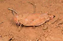 Lubberly Band-winged Grasshopper - photo 3