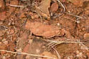 Lubberly Band-winged Grasshopper - photo 4