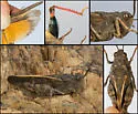 Lubberly Band-winged Grasshopper - photo 5