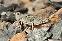 Agymnastus venerabilis - photo 3