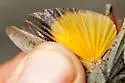 Agymnastus venerabilis - photo 4