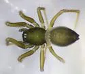 Agyneta evadens - photo 3