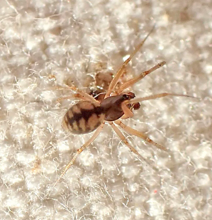 Agyneta fillmorana - photo 2