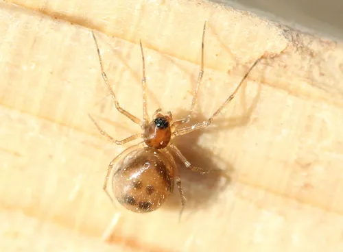 Thrifty Short-legged Sheetweaver - photo 3