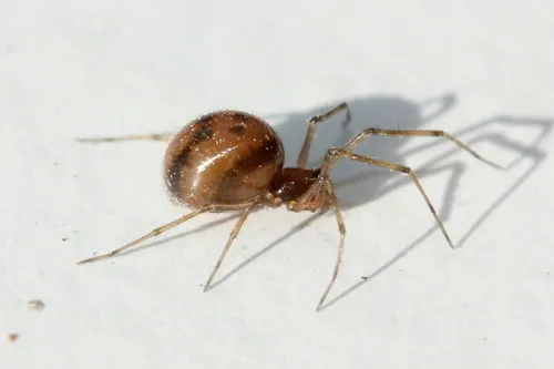 Thrifty Short-legged Sheetweaver - photo 4