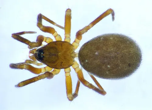 Agyneta ramosa
