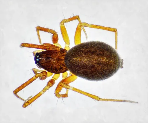 Agyneta saxatilis sensu stricto
