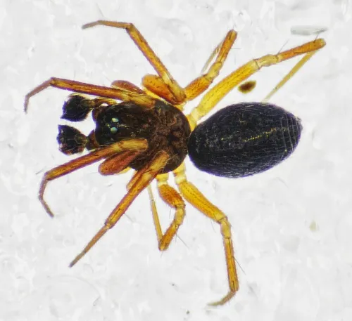 Agyneta saxatilis sensu stricto - photo 2