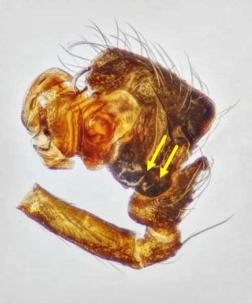 Agyneta saxatilis sensu stricto - photo 3