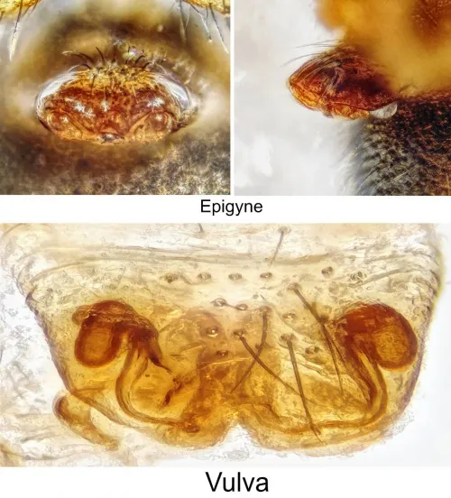 Agyneta saxatilis sensu stricto - photo 4