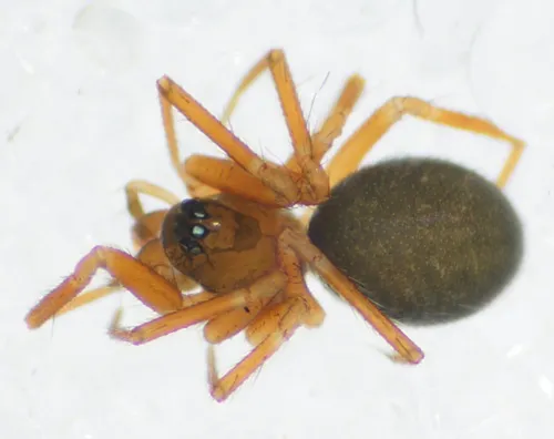 Agyneta saxatilis sensu stricto - photo 5