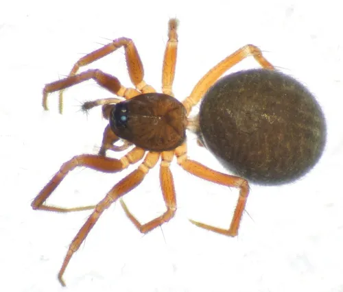 Agyneta saxatilis sensu stricto - photo 7