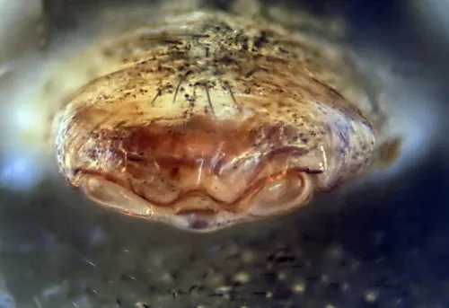Agyneta saxatilis sensu stricto - photo 8