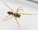 Agyneta semipallida