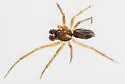 Agyneta semipallida - photo 2